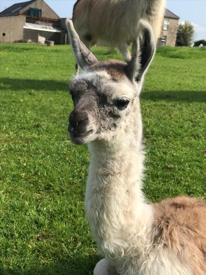 The Snuggly Sheep Shepherd Hut Farm Stay Ballyshannon Luaran gambar