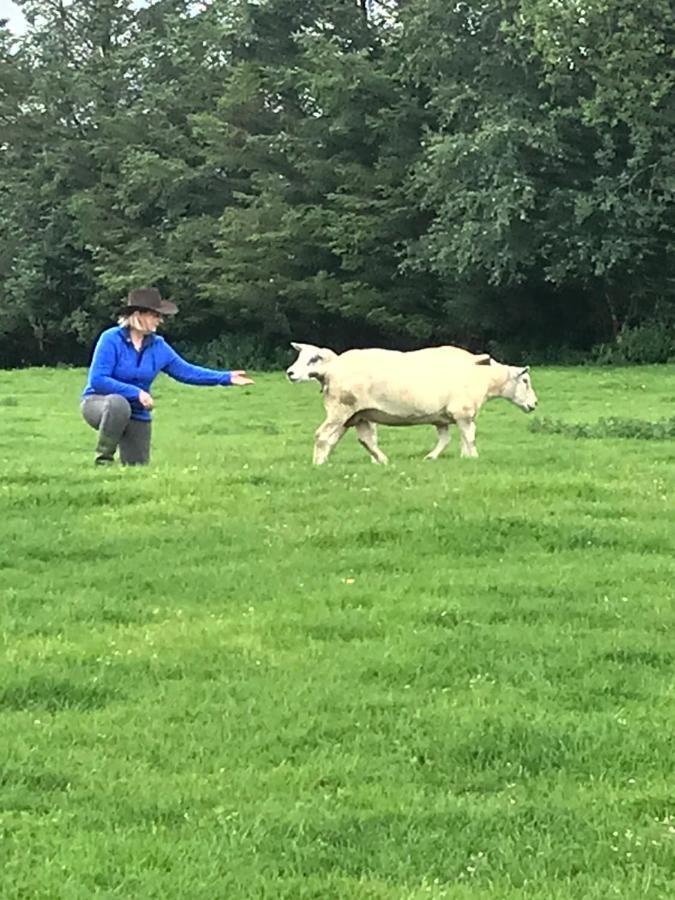 The Snuggly Sheep Shepherd Hut Farm Stay Ballyshannon Luaran gambar