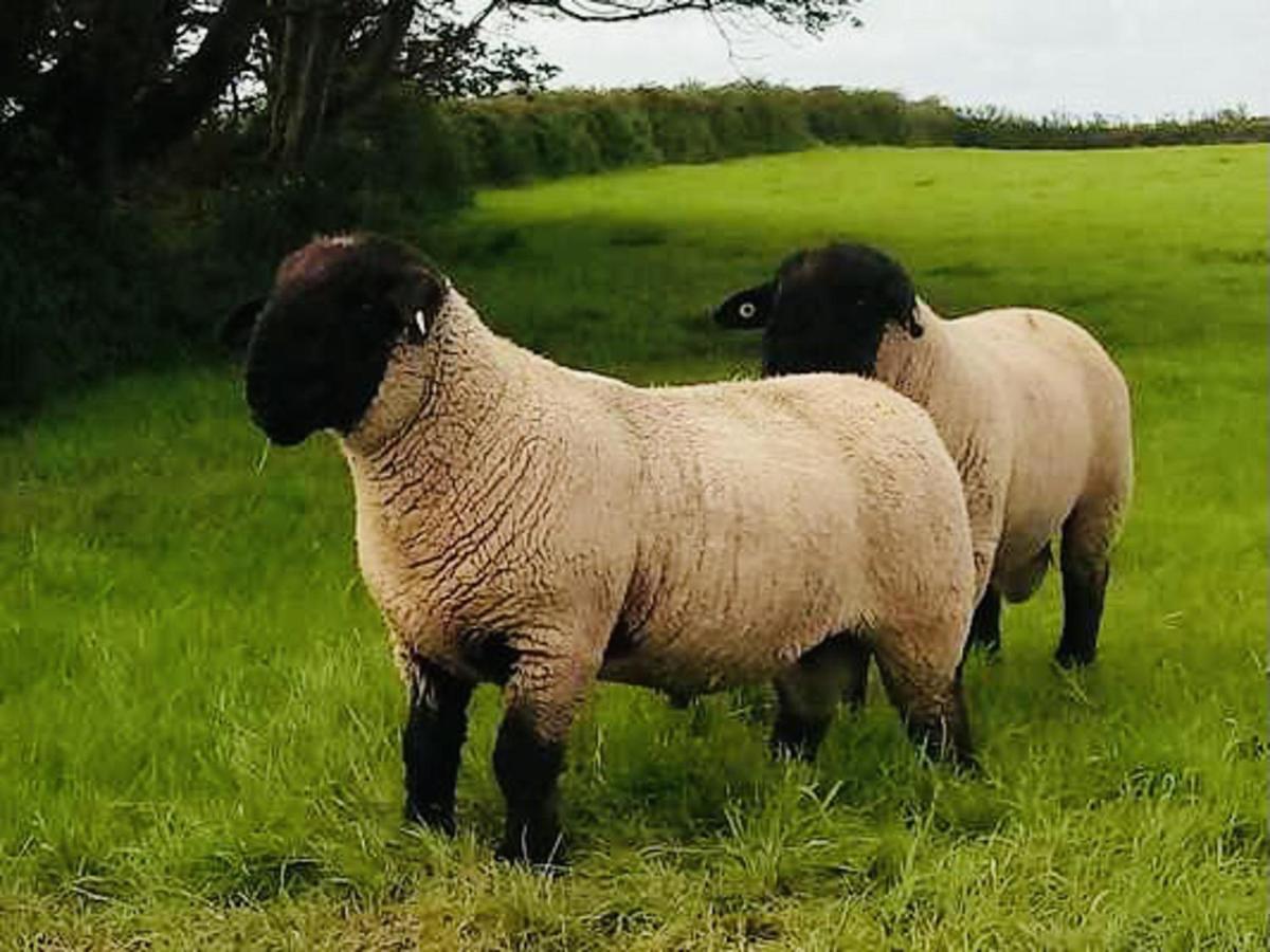 The Snuggly Sheep Shepherd Hut Farm Stay Ballyshannon Luaran gambar