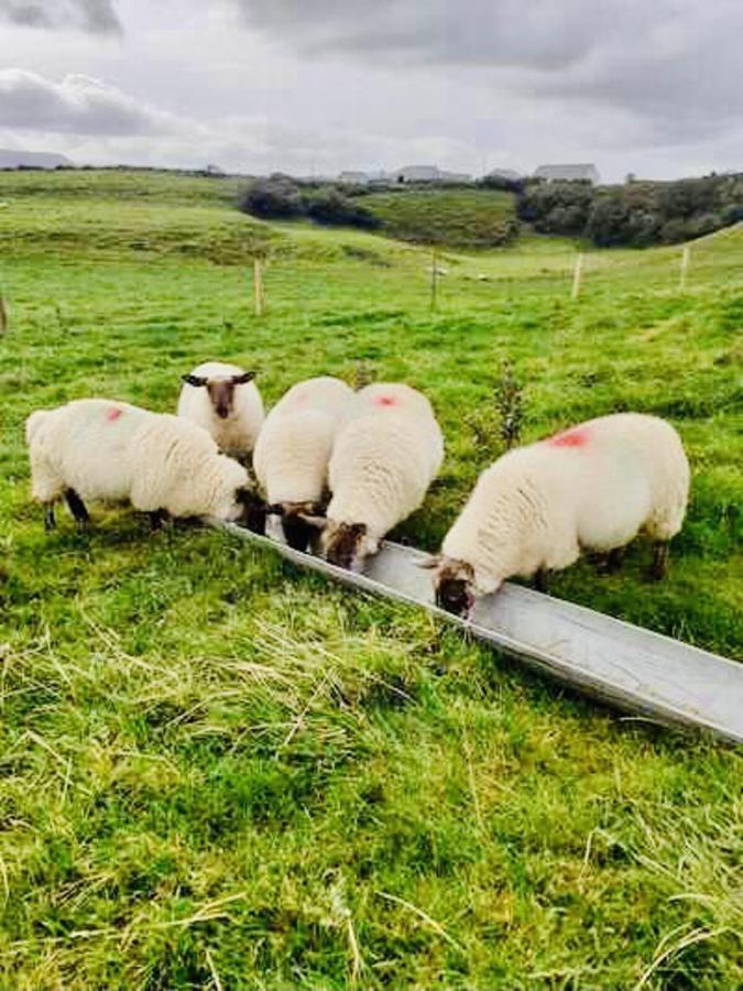 The Snuggly Sheep Shepherd Hut Farm Stay Ballyshannon Luaran gambar