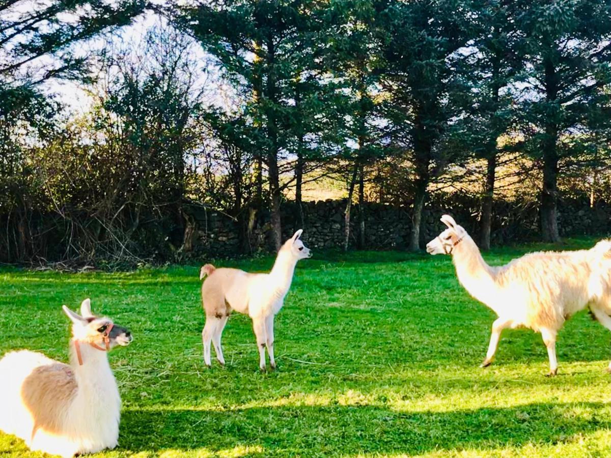 The Snuggly Sheep Shepherd Hut Farm Stay Ballyshannon Luaran gambar